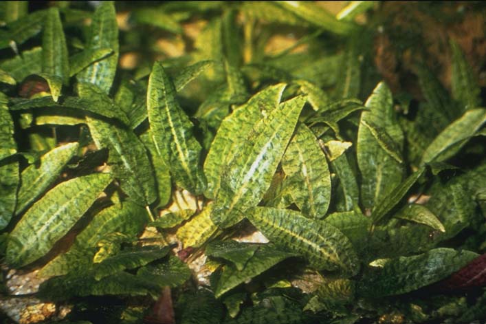 Cryptocoryne affinis