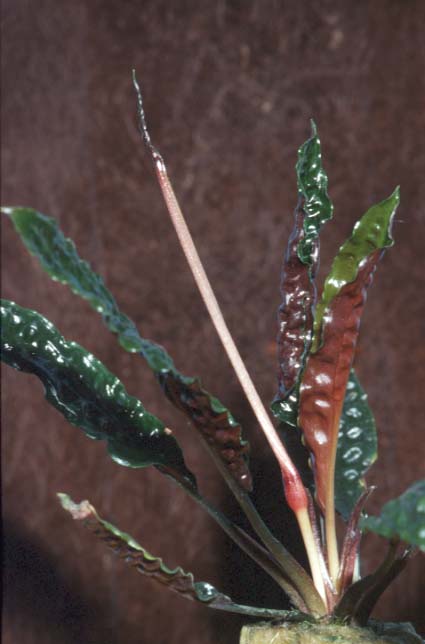 Cryptocoryne coronata