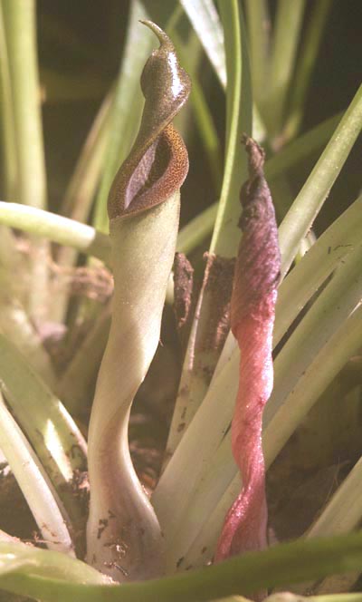 Cryptocoryne yunnanensis