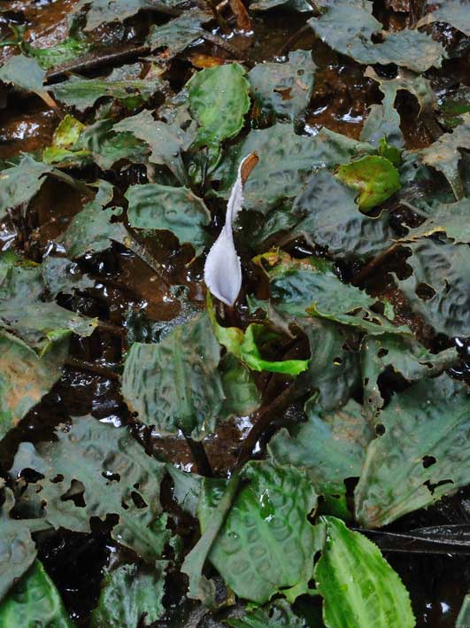 Cryptocoryne dewitii