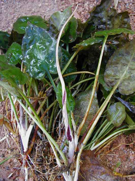 Cryptocoryne fusca