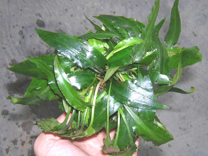 Cryptocoryne ideii