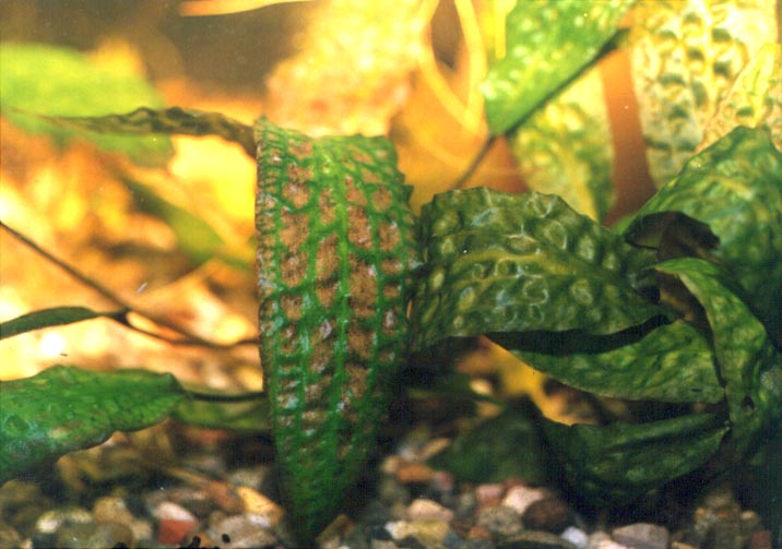 Cryptocoryne keei