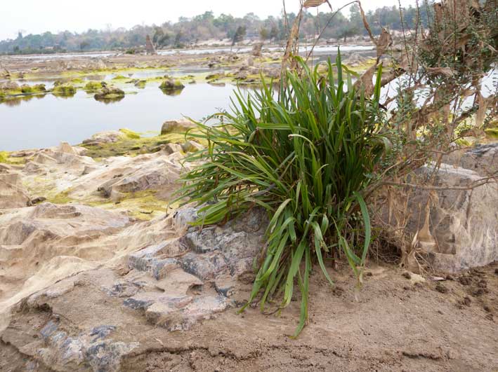 Cryptocoryne mekongensis