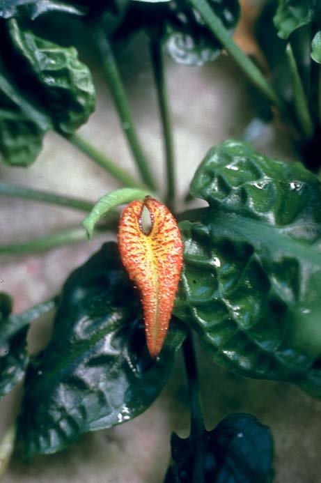 Cryptocoryne gasseri