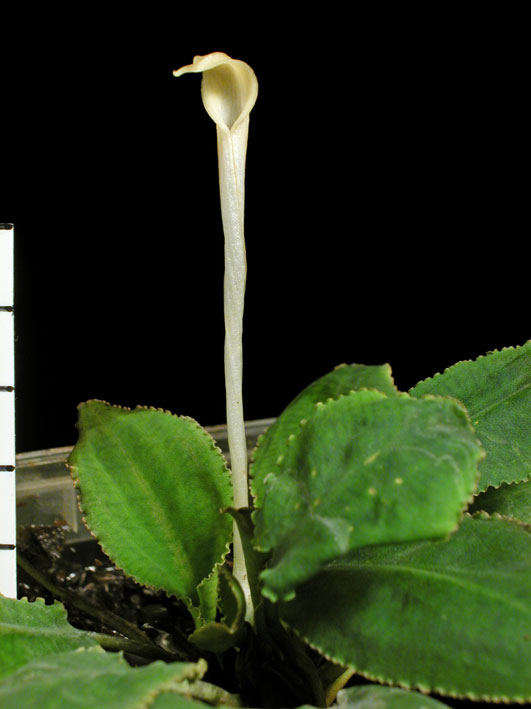 ☆Cryptocoryne thwaitesii Kottawa Forest RED☆ ☆Cryptocoryne thwaitesii Yala☆ Cryptocoryne thwaitesii Kottawa