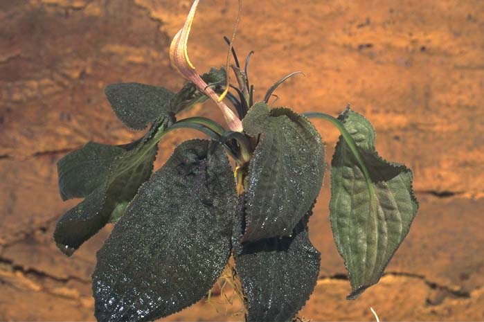 Cryptocoryne thwaitesii