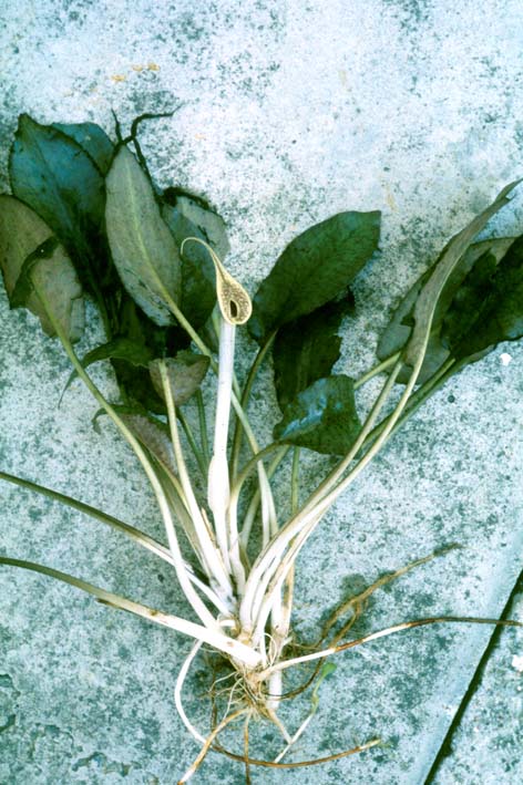 Salvinia, Salvinia auriculata, WATER FERN: Philippine Medicinal Herbs /  Alternative Medicine